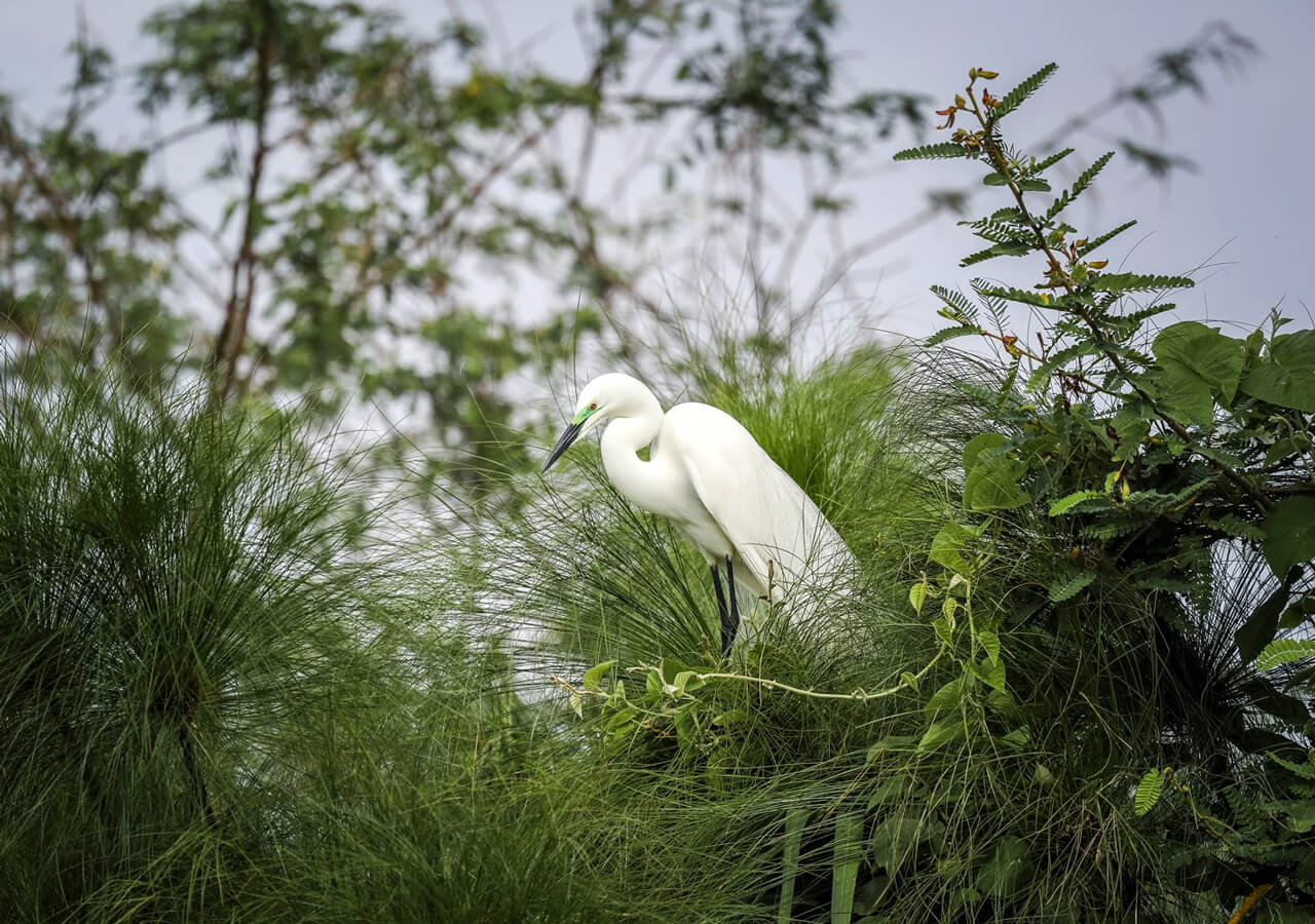 Observación de aves
