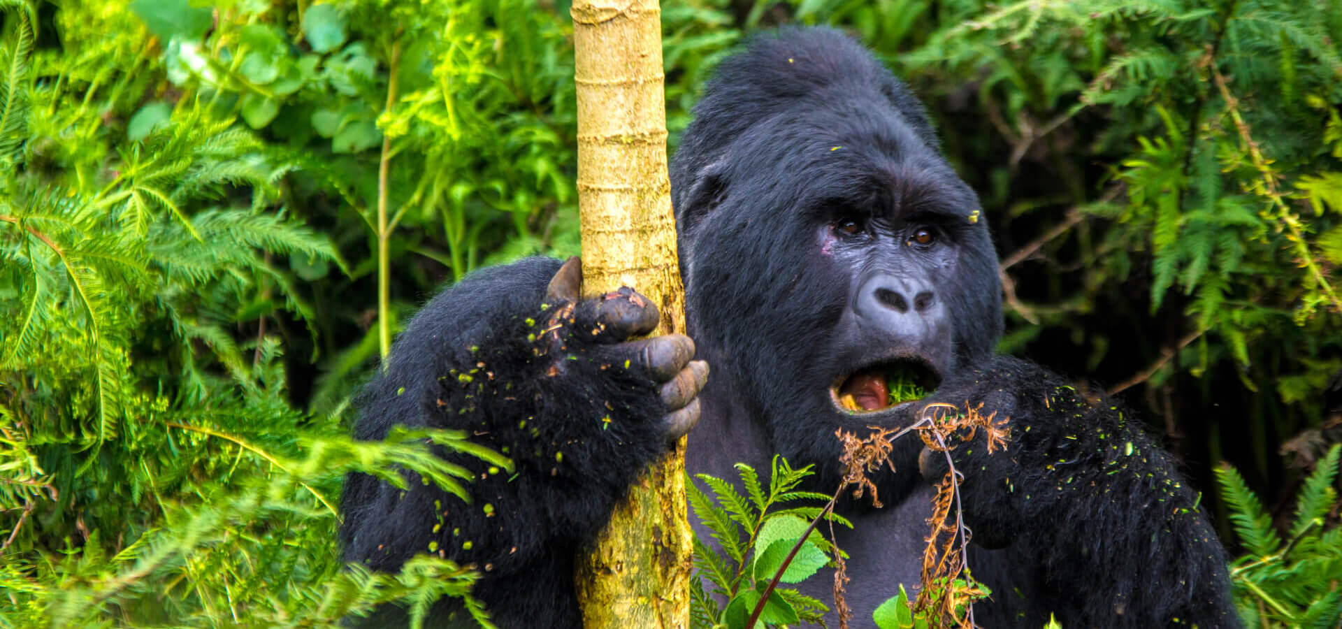 Parque Nacional Volcanes