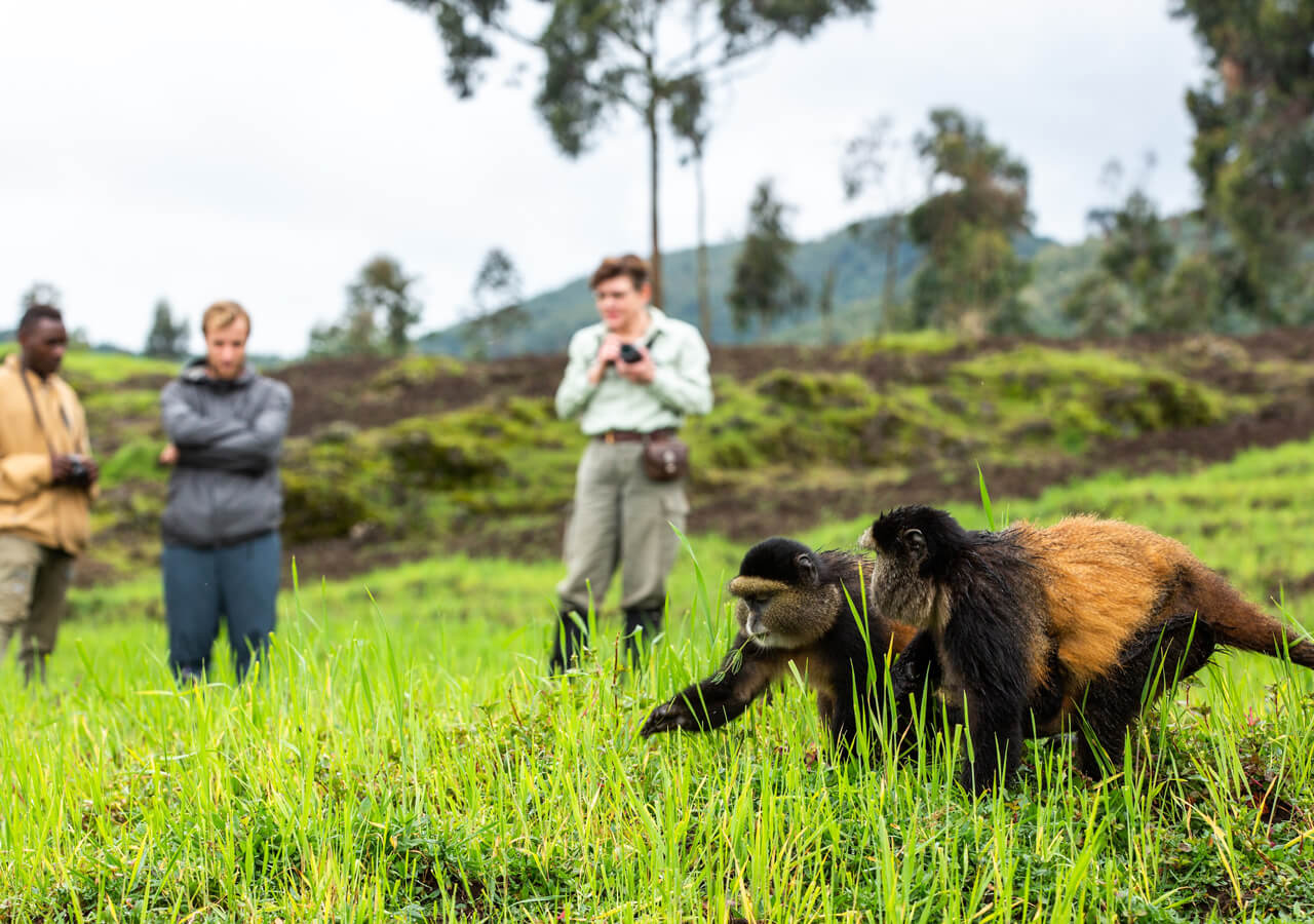 Seguimiento del mono dorado