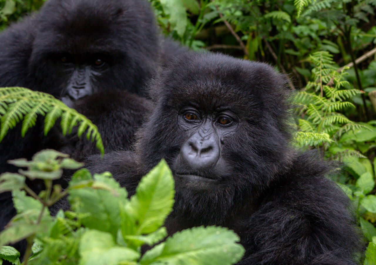 Senderismo con gorilas